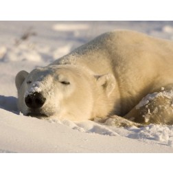Canada, Manitoba, Churchill Sleeping polar bear
