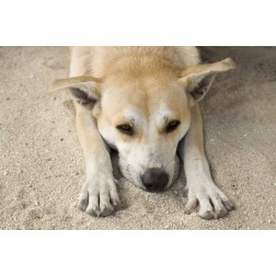 French Polynesia, Bora Bora A stray dog rests