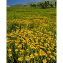 Oregon, Steens Mountain Meadow of arnica flowers