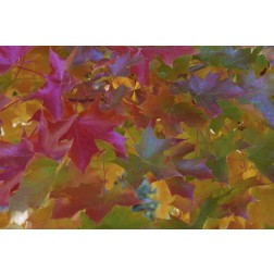 Oregon, Portland Sweet gum tree in autumn