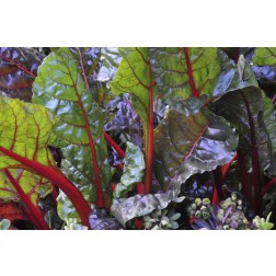 OR, Portland Rainbow chard in vibrant color