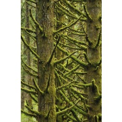 OR, Silver Falls Moss-draped Douglas fir trees
