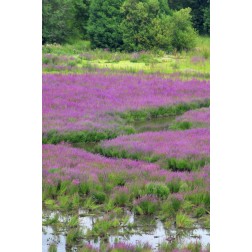 OR, Oaks Bottom Purple loosestrife in marsh