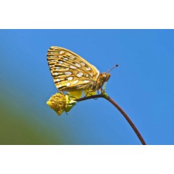 USA, Colorado Skipper butterfly on flower stem