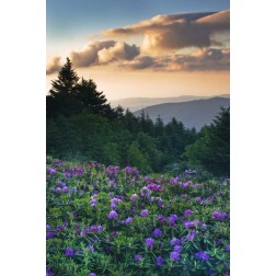 North Carolina Rhododendrons in the mountains