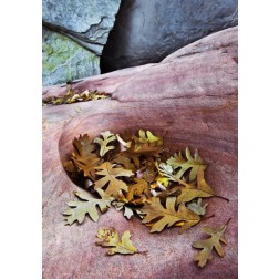Utah, Zion NP Gambel oak leaves on red rock