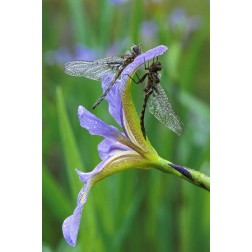 USA, Pennsylvania Two dragonflies on iris flower