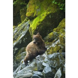 USA, Alaska Young grizzly bear on rocky slope