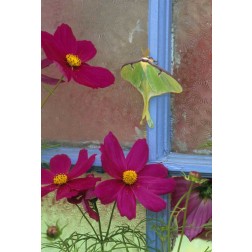 PA, Luna moth on old window with cosmos flowers