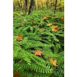 Michigan Fallen leaves on ferns in forest