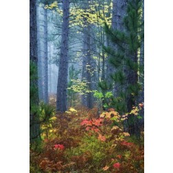 Michigan Fall foliage and pine trees in fog