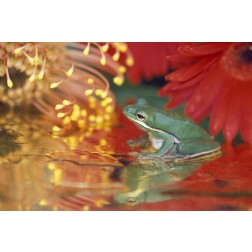 Frog and reflections among flowers