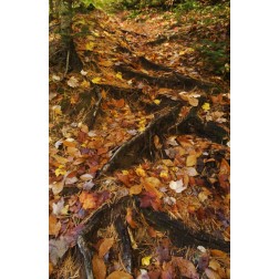 MI, Roots of trees with fallen leaves in autumn