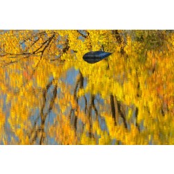 Canada, Ontario, Whitefish Vermilion River, fall
