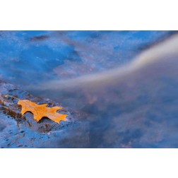 Canada, Ontario, Rosseau River, Oak leaf on rock