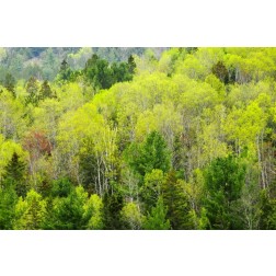 Canada, Ontario, Rosseau Mixed-wood forest