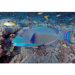 Solomon Is, Meri Island Adult bicolor parrotfish