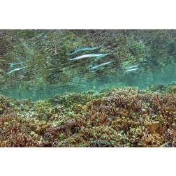 Indonesia, Papua Needlefish feeding by a reef