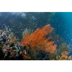 Indonesia, New Guinea Isl Corals in a mangrove