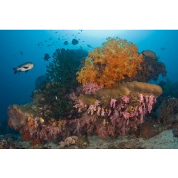 Indonesia Black snapper fish swim by coral reef