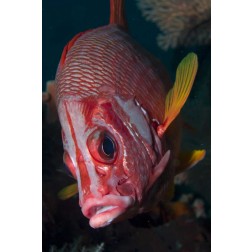 Indonesia, Raja Ampat Close-up of squirrelfish