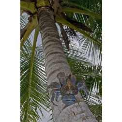 Indonesia, Papua Coconut crab climbs palm tree