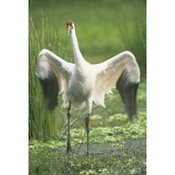FL Whooping crane with tracking device on leg