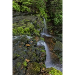 Pennsylvania, Ricketts Glen SP Flowing stream