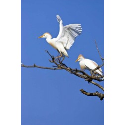 TX, High Island, Cattle egret pair in rookery