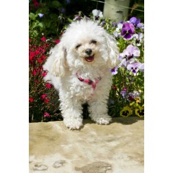 CO, Summit Co, A teacup poodle in a flower bed