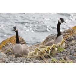 WA, San Juans Canada geese with goslings