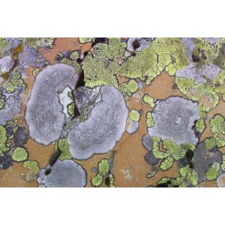Canada, British Columbia Lichen on rock