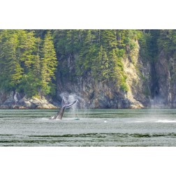 USA, Alaska Humpback whale tail lobbing