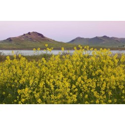CA, Porterville Spring scenic with Lake Success