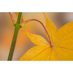 Washington, Seabeck Maple leaf in autumn color