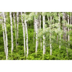 WA, Leavenworth Stand of aspen trees in forest