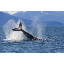 USA, Alaska Orca whale, tail lobbing