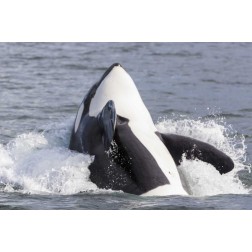 USA, Alaska Orca whale breaching