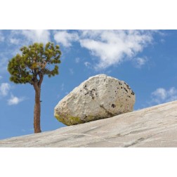 California, Yosemite NP Pine tree and boulder