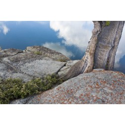 CA, Toiyabe NF Rocks and tree by Granite Lake