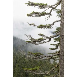 Washington, Mount Rainier NP Evergreens in fog