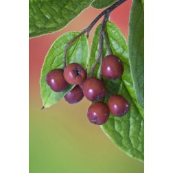 Washington Cotoneaster berries on the vine