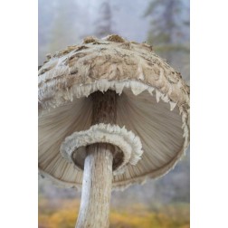 WA, Seabeck Underside of shaggy parasol mushroom