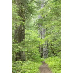 WA, Olympic NF Lower Big Quilcene River Trail
