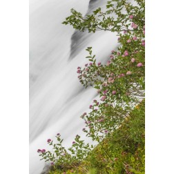 WA, Mount Rainier NP Waterfall in Paradise Creek