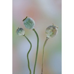 Washington Colorful poppy seed heads on stems