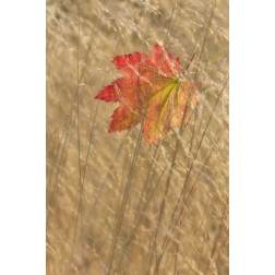 WA, Seabeck Vine maple leaf caught in fall grass