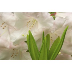 White rhododendron blossoms and leaves