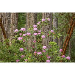 WA, Seabeck Rhododendron flowers grow in forest