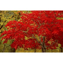 WA, Newhalem Fall colors decorate maple trees